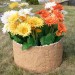 Цветник КАНЬОН купить в Великих Луках